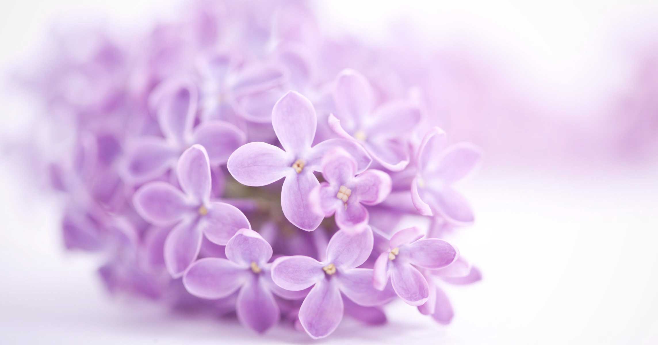 The enchanting <Br> scent of lilacs