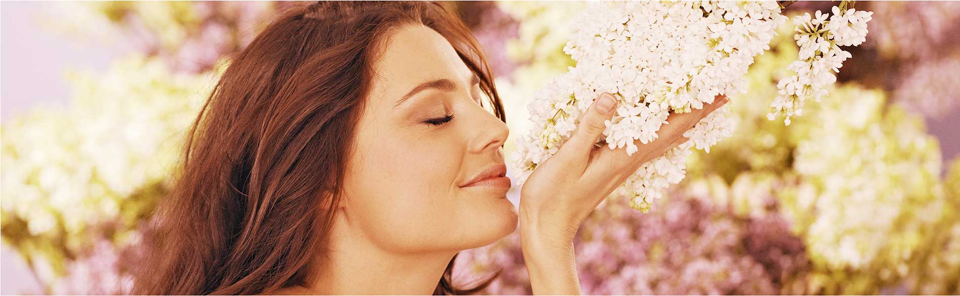 The best fragrant lilacs <Br> for the garden